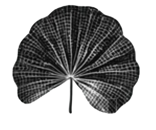 Illustration feuille